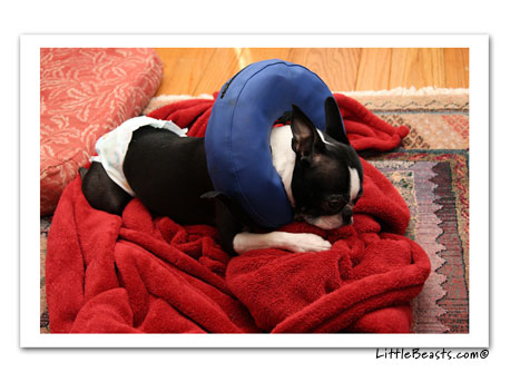 boston terrier photo 