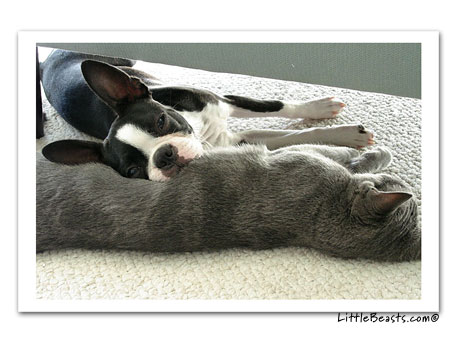 boston terrier photo 