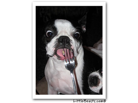 boston terrier photo 