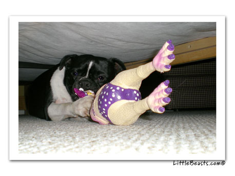 boston terrier photo 