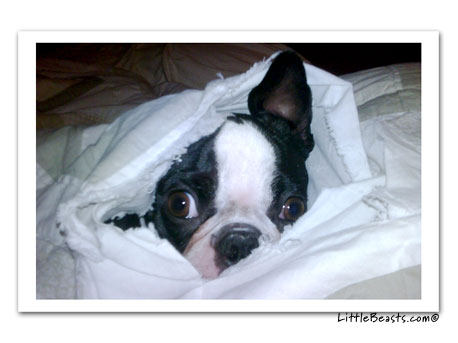 boston terrier photo 