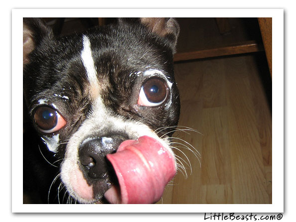 boston terrier photo of the week