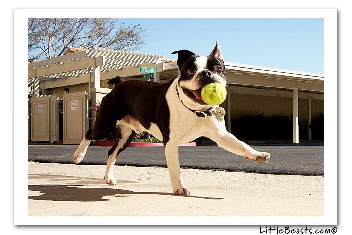 boston terrier photo of the week