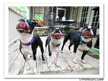 boston terrier photo 