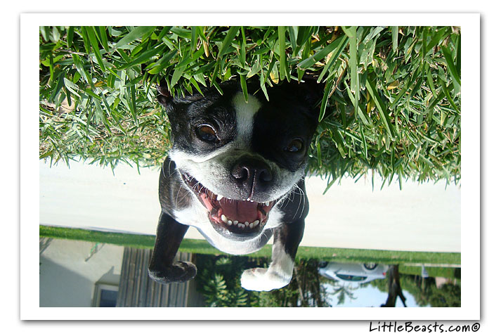 boston terrier photo of the week