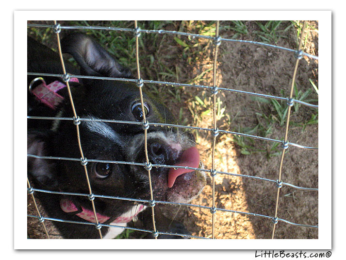 boston terrier photo of the week