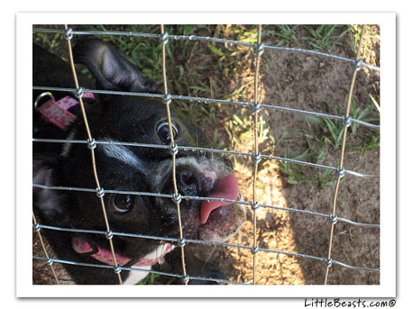 boston terrier photo 