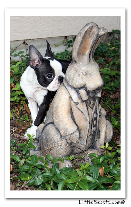 boston terrier photo of the week