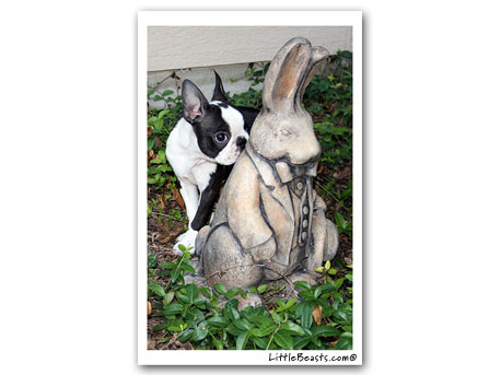boston terrier photo Emmie 