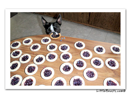 boston terrier photo charlie