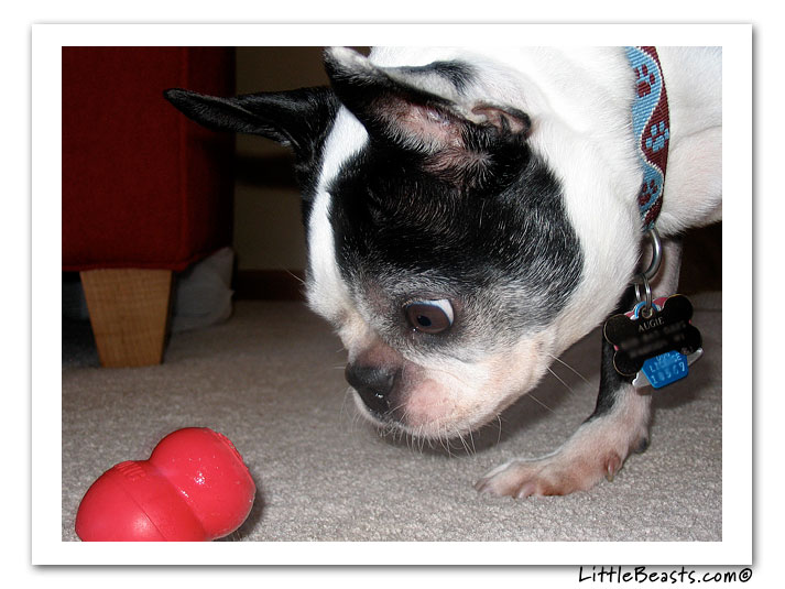 boston terrier photo of the week