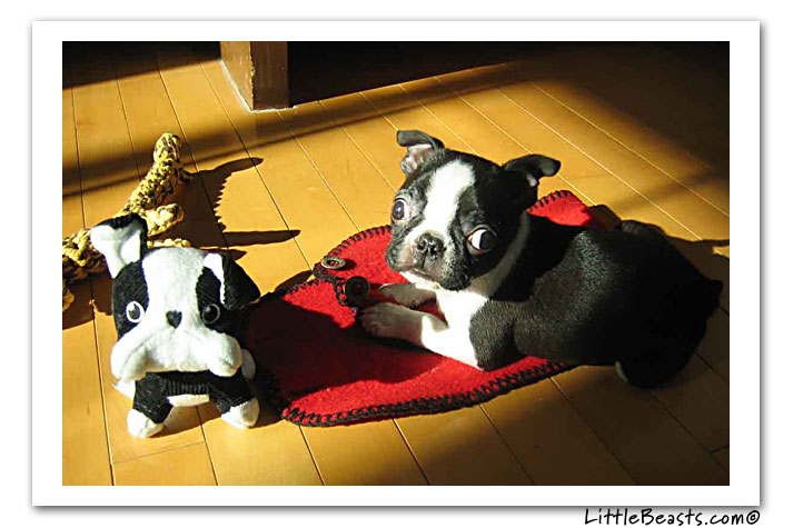 boston terrier photo of the week