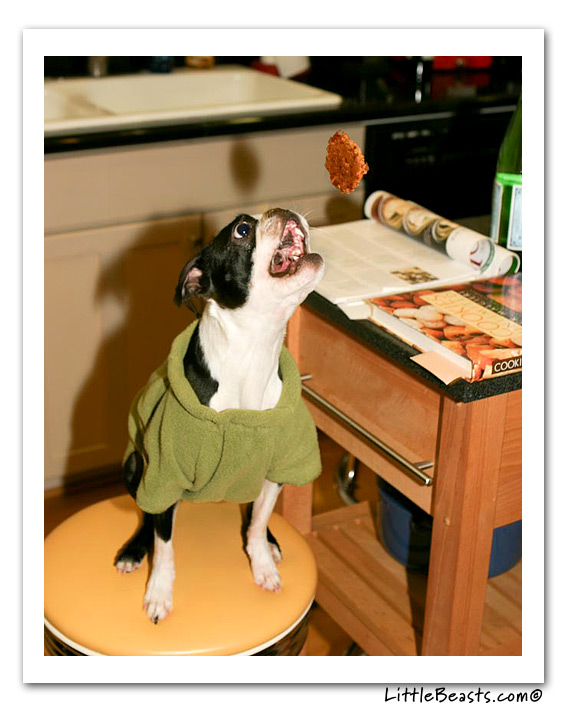 boston terrier photo of the week