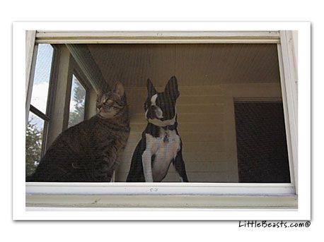 Boston terrier looks out window with kitty