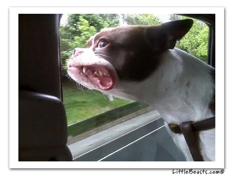 Boston Terrier riding with his head out the car window