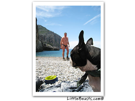 Lola the Boston Terrier sees a speedo