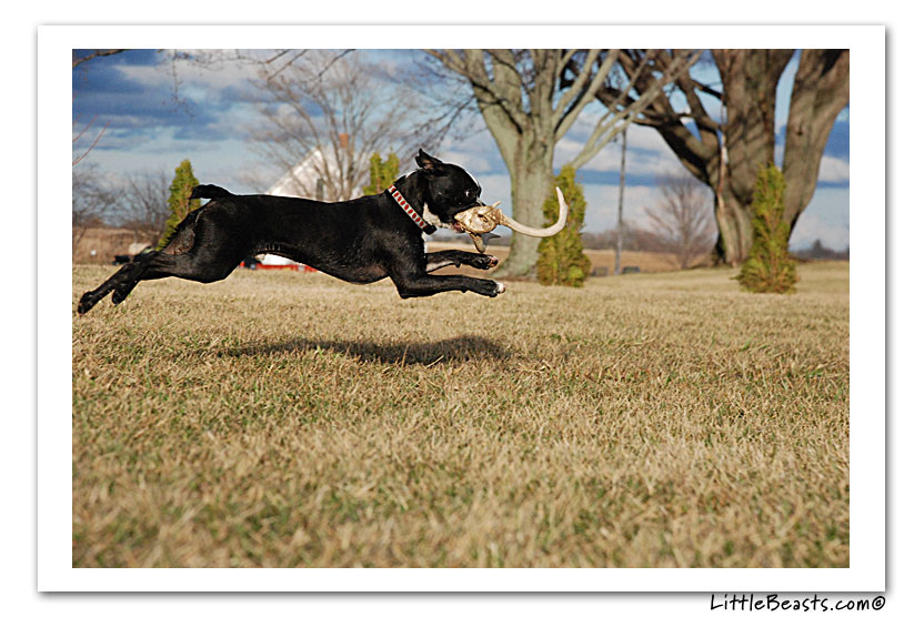 boston terrier photo of the week