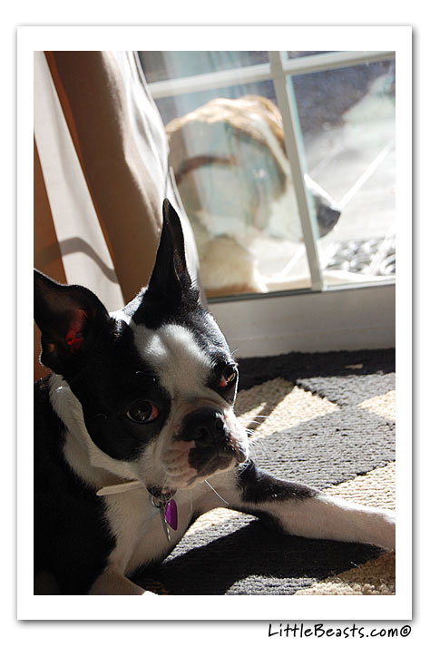 boston terrier photo of the week