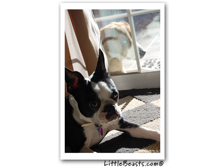 boston terrier Mazy guarded at the door