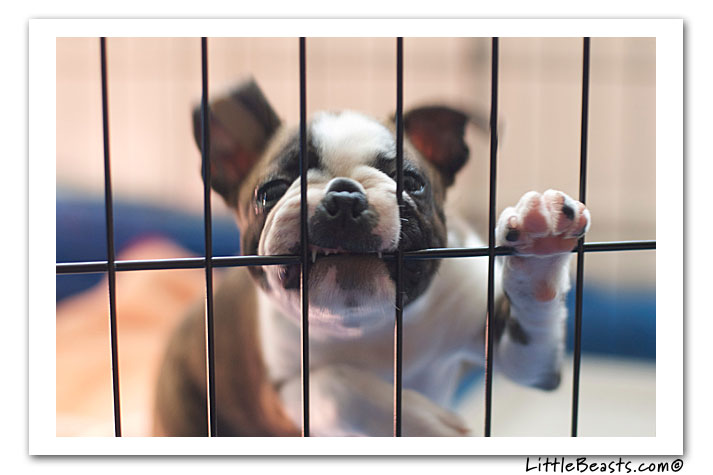 boston terrier photo of the week