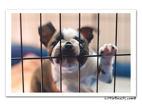 boston terrier Will cage fighter