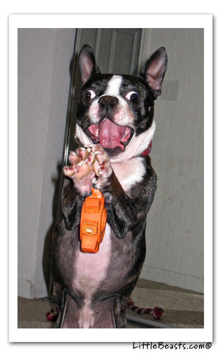 boston terrier photo of the week