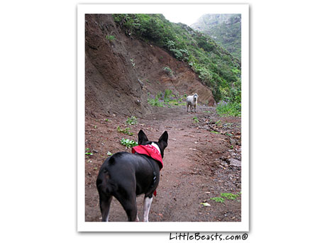 boston terrier Lola and goat