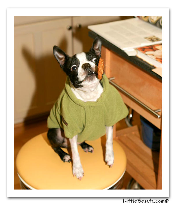 boston terrier photo of the week