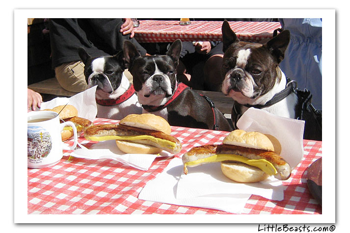 boston terrier photo of the week