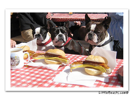 boston terriers Galia, Branti & Sarn