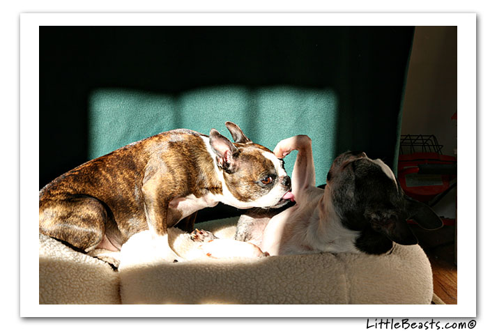 boston terrier photo of the week