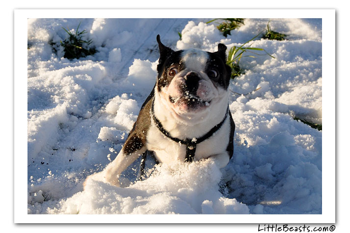 boston terrier photo of the week