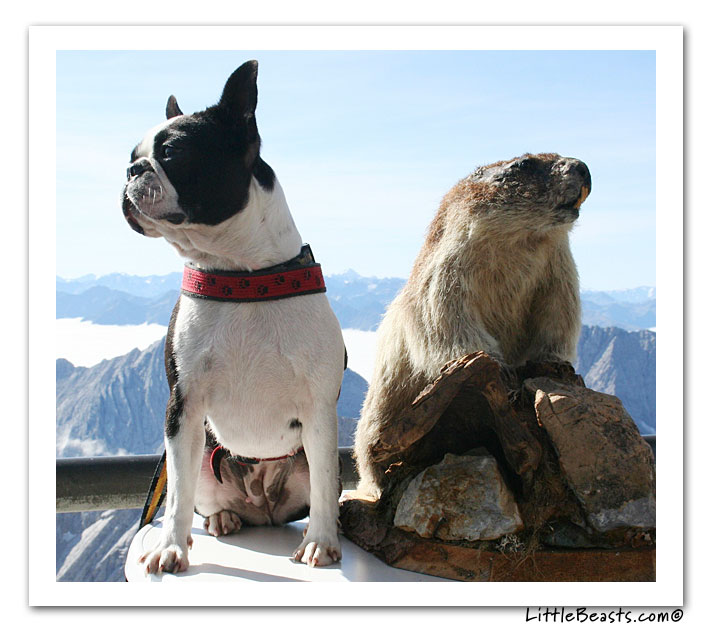 boston terrier photo of the week