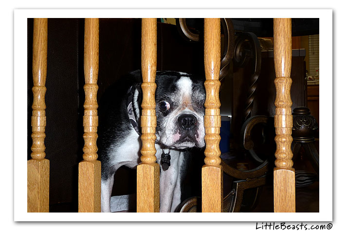 boston terrier photo of the week