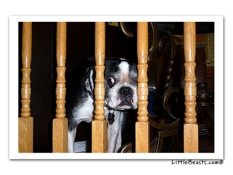 boston terrier photo 