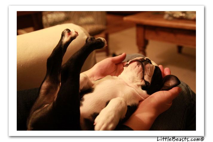 boston terrier photo of the week