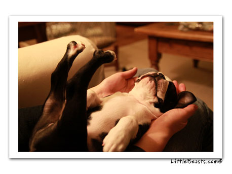 boston terrier photo 