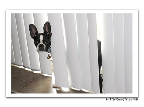 boston terrier photo 