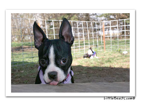 boston terrier photo 