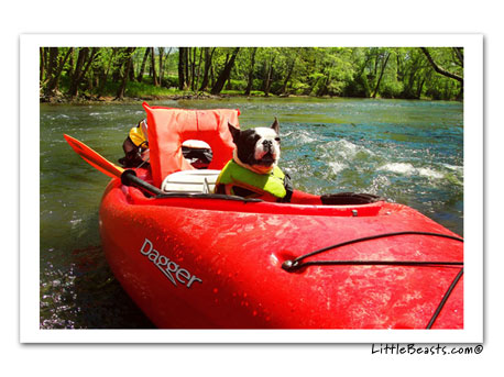 boston terrier photo 