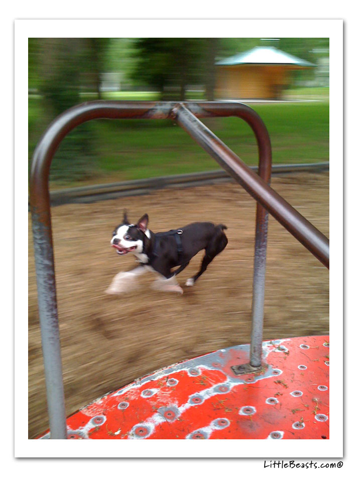 boston terrier photo of the week