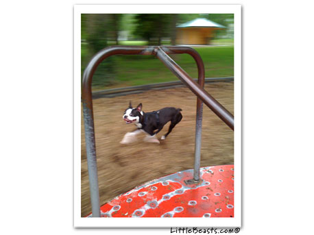 boston terrier photo 