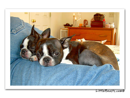 boston terrier photo 