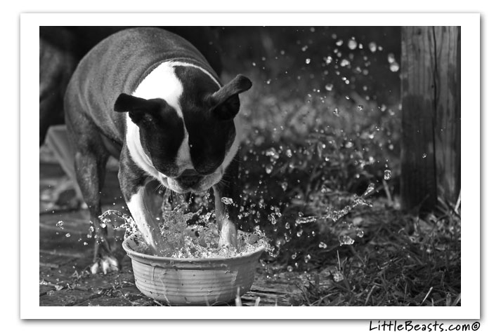 boston terrier photo of the week