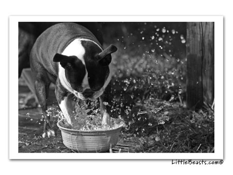 boston terrier photo 