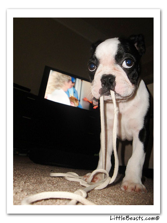 boston terrier photo of the week