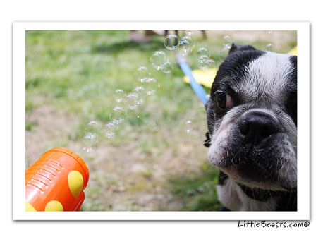 boston terrier photo 