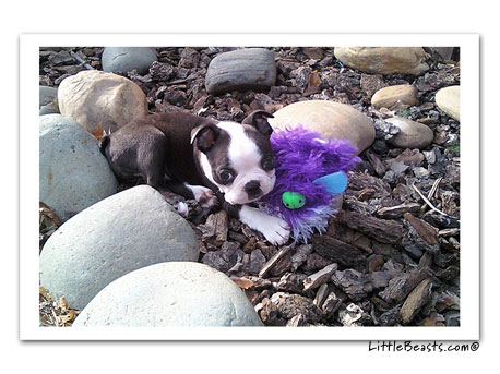 boston terrier photo 