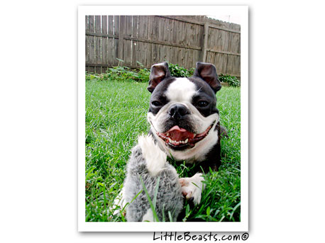 boston terrier photo 