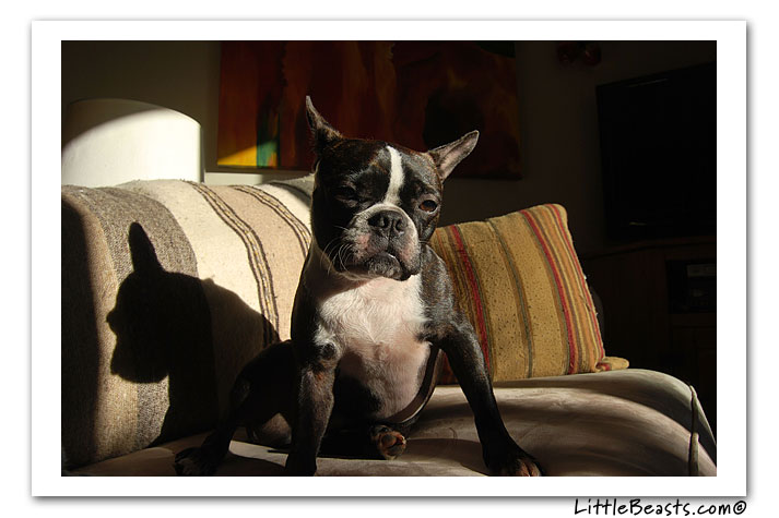 boston terrier photo of the week